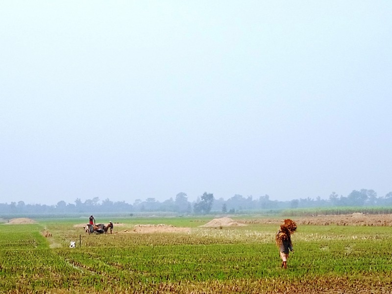 कञ्चनपुरमा मात्रै कृषि क्षेत्रमा करिब डेढ देखि दुई अर्बसम्मको आर्थिक नोक्सानी भएको आङ्कलन